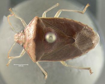 Media type: image;   Entomology 619797 Aspect: habitus dorsal view